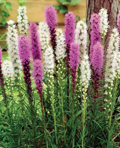 Blazing Star, Gayfeather