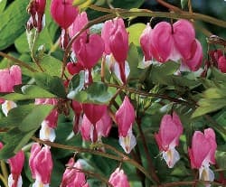 Bleeding Heart Flowers