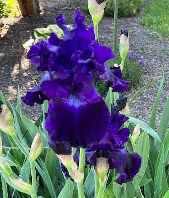 Blue Iris. garden humor. garden fun