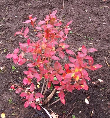 Blueberry Bush Fall