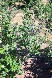 Blueberry Bush Fruit