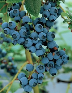 Blueberry Plants, How to Grow, fruit list. Home gardening