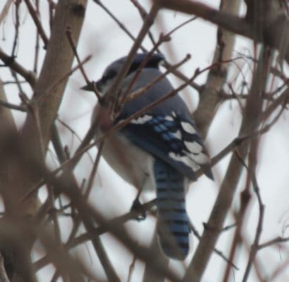 Blue Jay 02