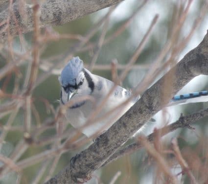 Bluejay Bird
