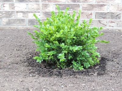 Boxwood Shrub 2015-01