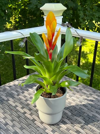How to Grow Bromeliads houseplant. Growing how to grow houseplants from seeds
