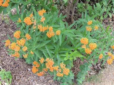 Butterfly Flower Seeds and Plants