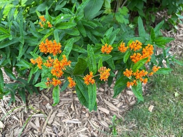How to Grow Butterfly Flower