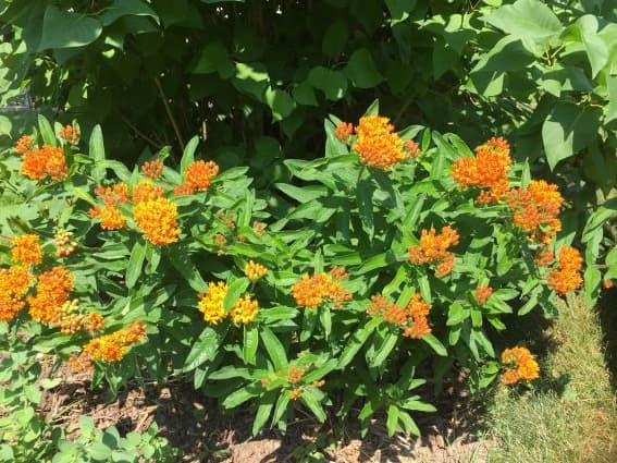 Butterfly Flower Perennials
