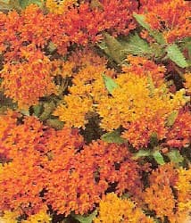 Butterfly Flower Blooms