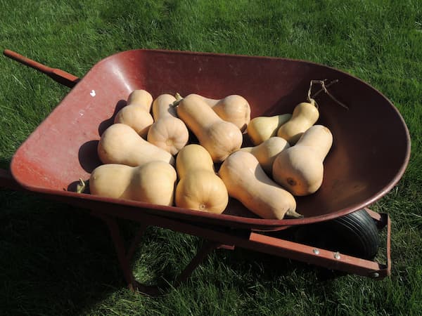 How to Grow Butternut Squash Recipes. Butternut Squash Au Gratin. Home Gardening