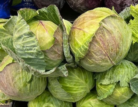 How to Grow Cabbage Plant. Cabbage recipes. How to grow cole plants