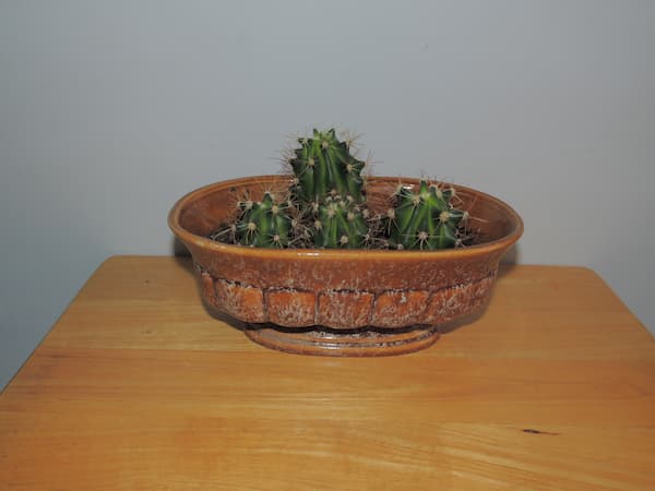 Cactus Houseplants. Identify Houseplant Problems