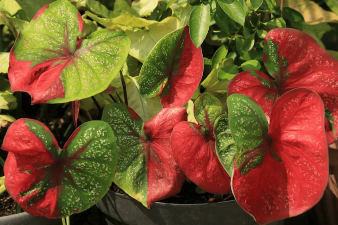 Caladium Plant Leaves