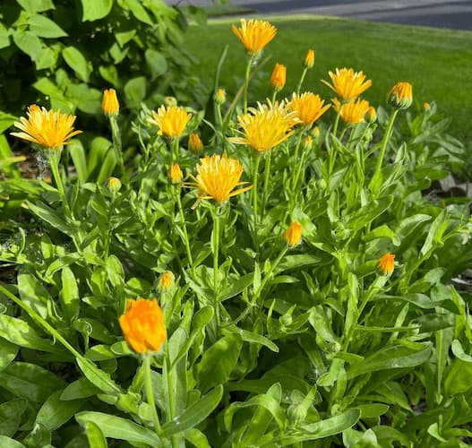 Calendula Flower Plant, Pot Marigolds