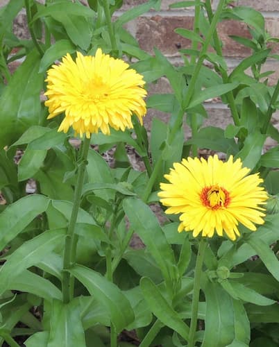 Calendula Flower Annual, Pot Marigold