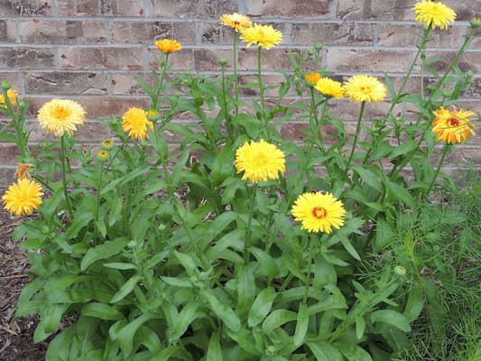 Calendula Flowers Annual