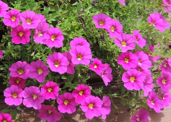 Calibrachoa Flowers Plants. Million Bells Flower