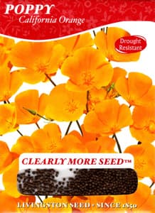 California Poppy Flower