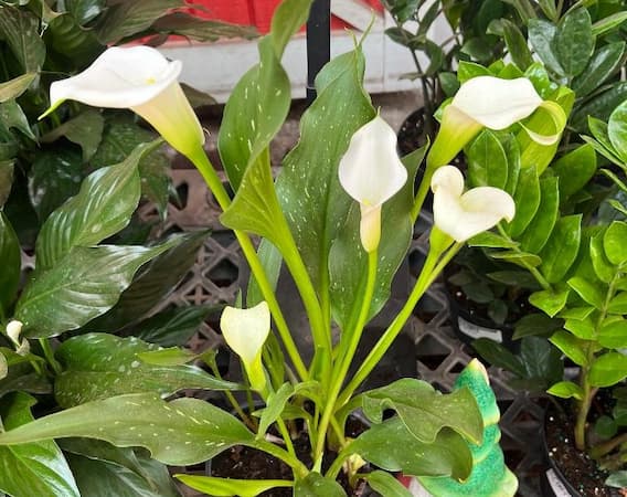 How to Grow Calla Lily. Growing Calla Lilies as a houseplant.