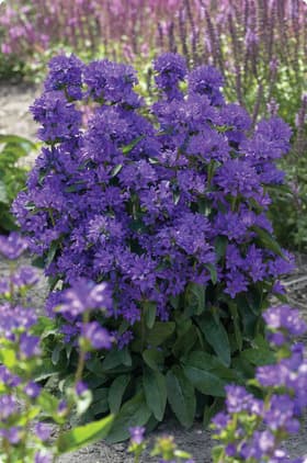 Bellflower Perennial Campanula