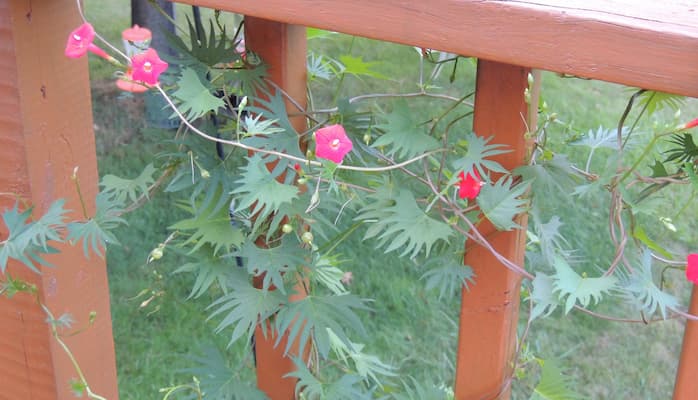 Canary Climber Vines