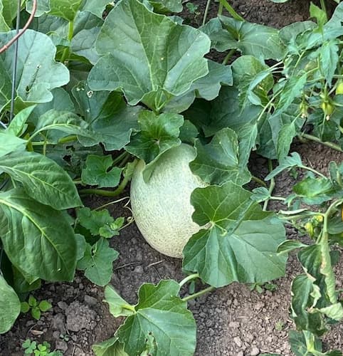 Cantaloupe Melon Plant