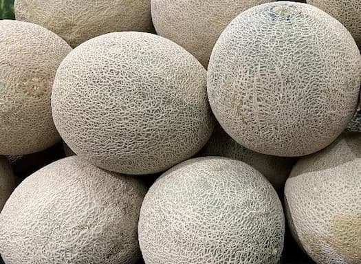 Cantaloupe or Melon
