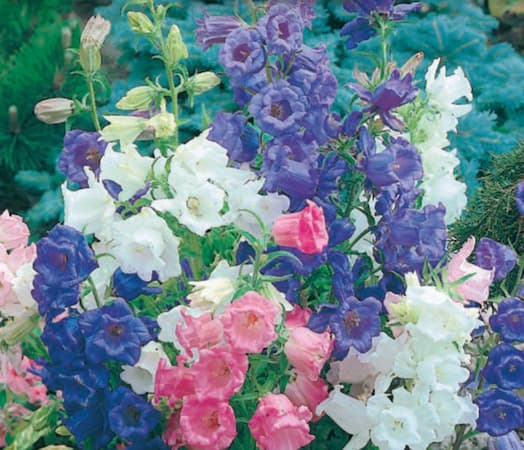 How to Grow Canterbury Bells Plant, Biennial, seeds