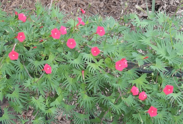 How to Grow Cardinal Climber Flower Plants, seeds