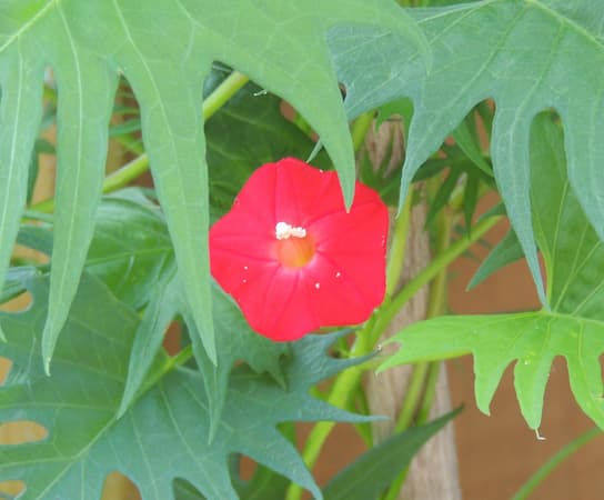 Cardinal Climber Vine