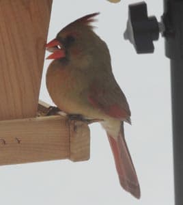 Northern Cardinal Female