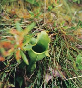 Carnivorous Plants, carnivore plant