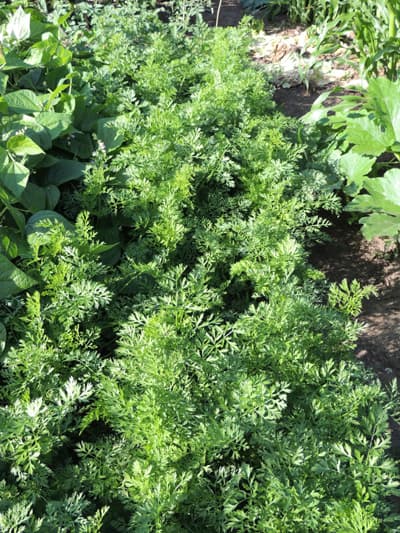 Carrot Plants 2016-01