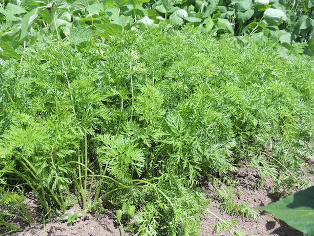 Carrot Plants Varieties