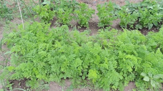 Carrots