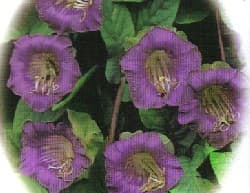 Cathedral Bell Flowers, How to grow Cobaea scandens