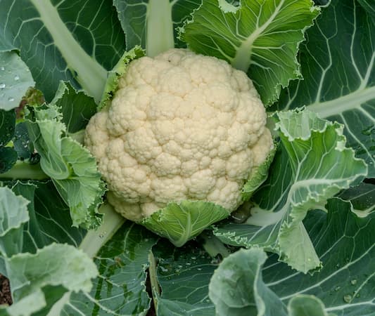 How to Make Cauliflower with Tomato Cheese Sauce Recipe, French Fried Cauliflower recipe.