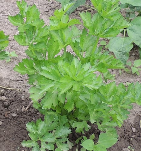 Celery Plant. Celery Seed Dressing, Stuffing