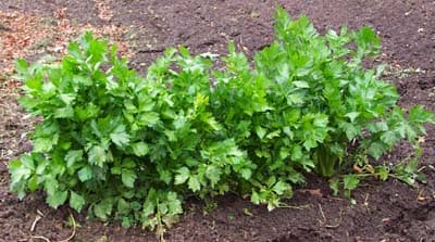 Celery Plants 01