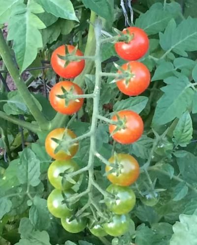 Cherry Tomatoes 01