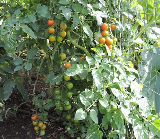 Cherry Tomato Plant