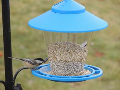 Black Capped Chickadee 2017-01