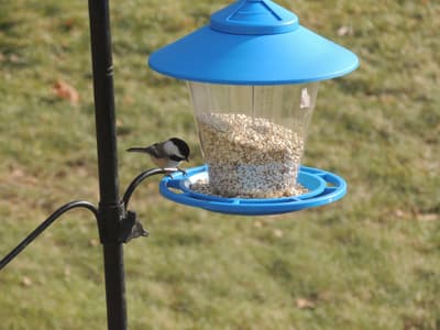 Black Capped Chickadee 2017-02