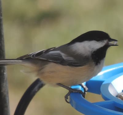 Chickadee 2017-03