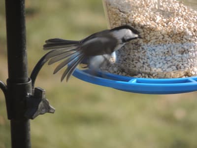 Black Capped Chickadee 2017-04