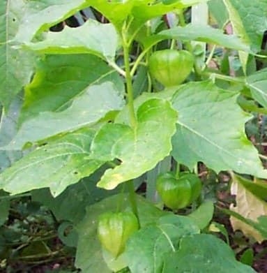 How to Growing Chinese Lanterns Flower Plants