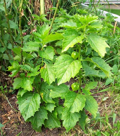 Chinese Lantern Plants