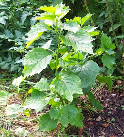 Chinese Lantern Perennial
