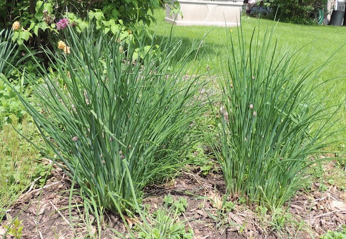 Chive Plants